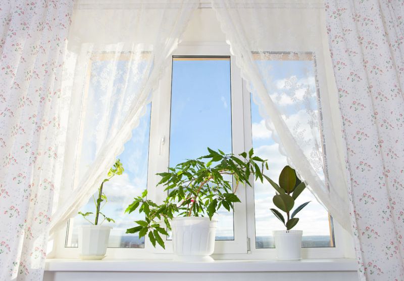 39304470 - window and curtain with plants in the room